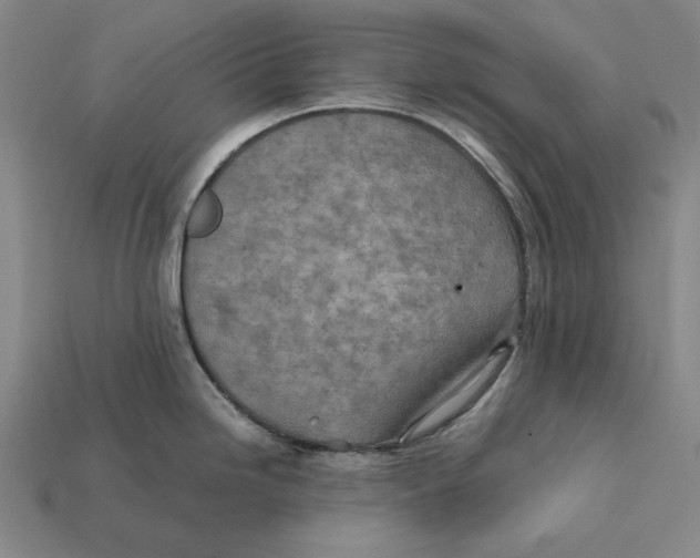 X0000112411246200909110943