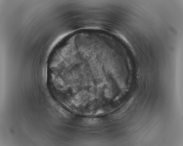X0000112411323200909110942