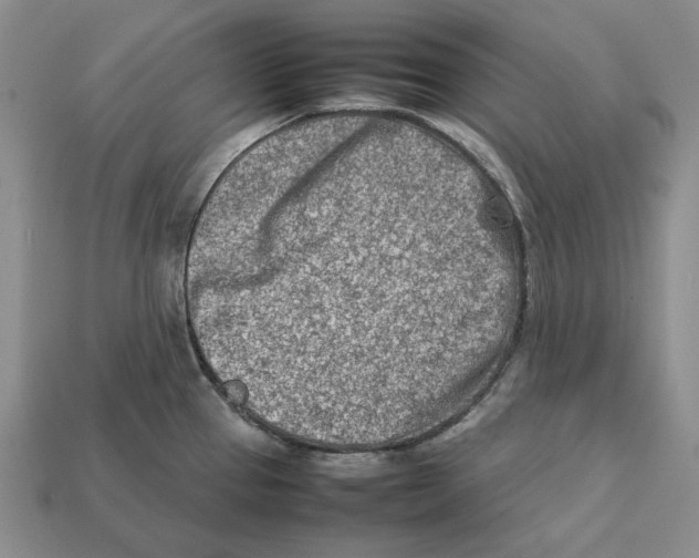 X0000112411337200909110942