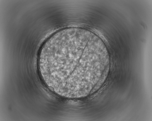 X0000112410346200909251500
