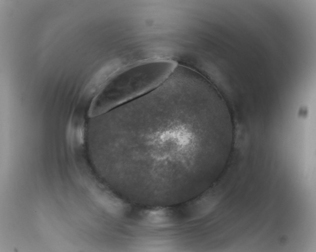 X0000112420068200908211155