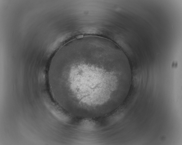 X0000112420207200908211153