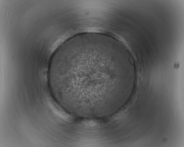 X0000112420299200908211152