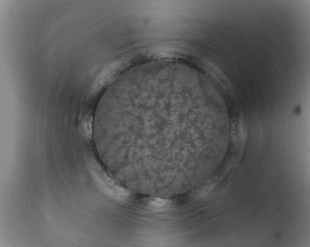 X0000112420718200908211146