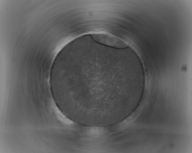 X0000112420797200908211145