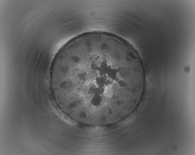 X0000112420879200908211143