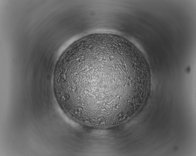 X0000112421237200908211138