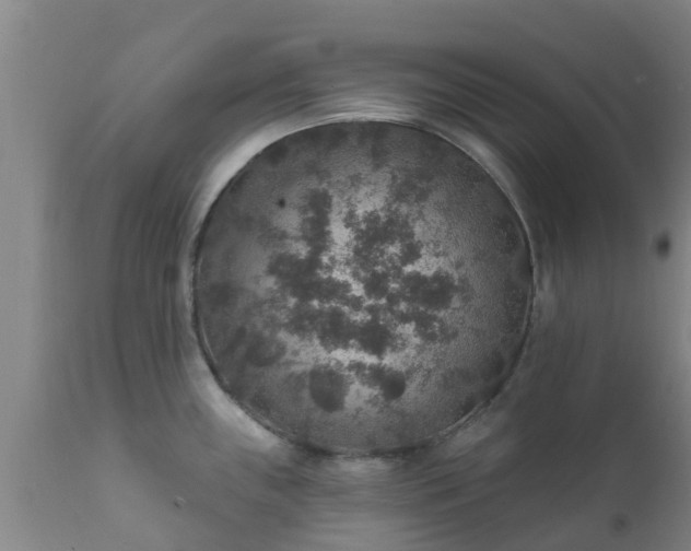 X0000112421243200908211138