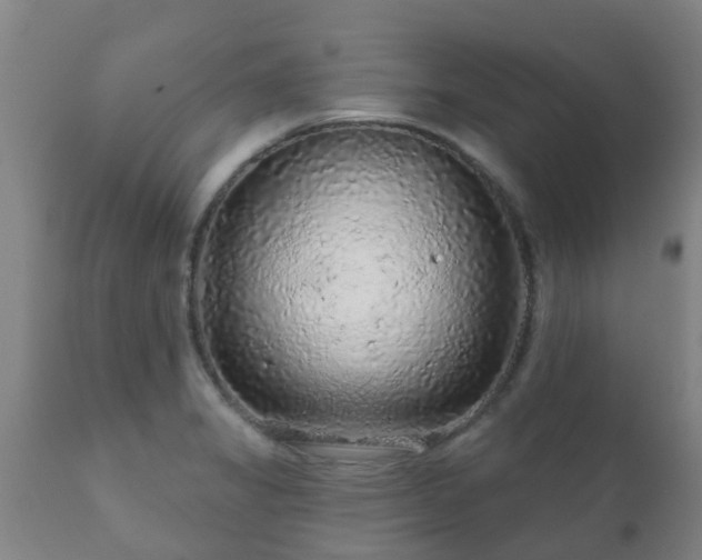 X0000112421325200908211136