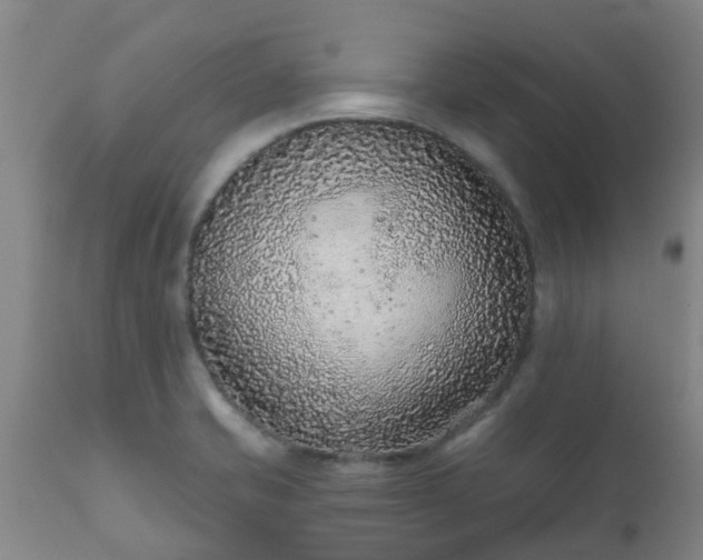 X0000112421421200908211135