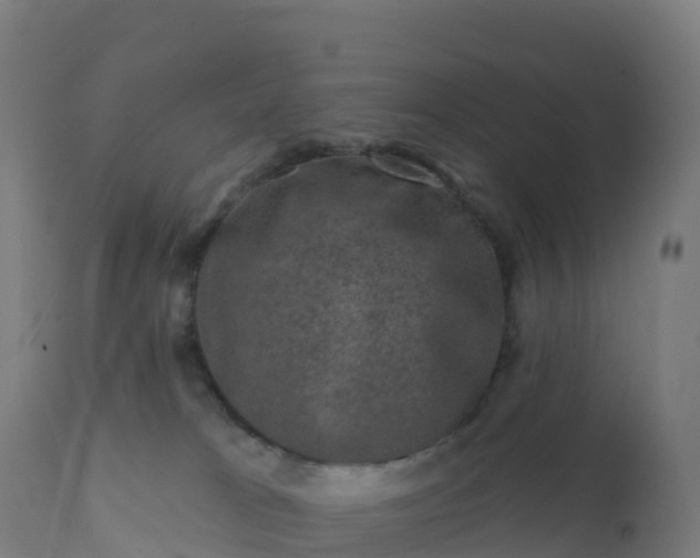 X0000112420037200908281849