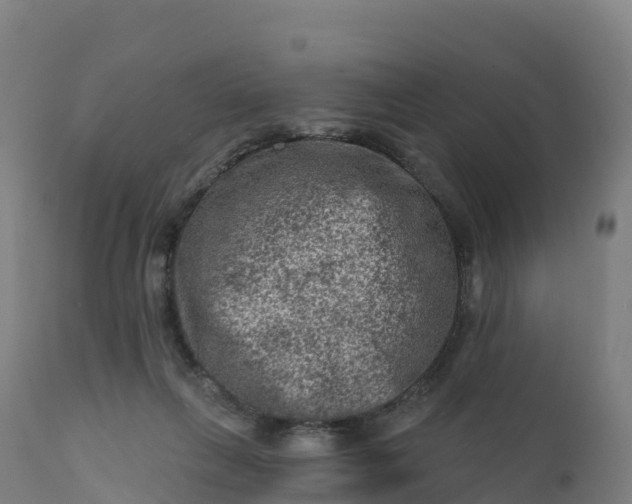 X0000112420263200908281845