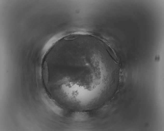 X0000112420296200908281845