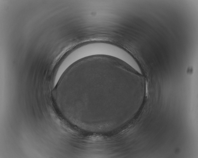 X0000112420300200908281845