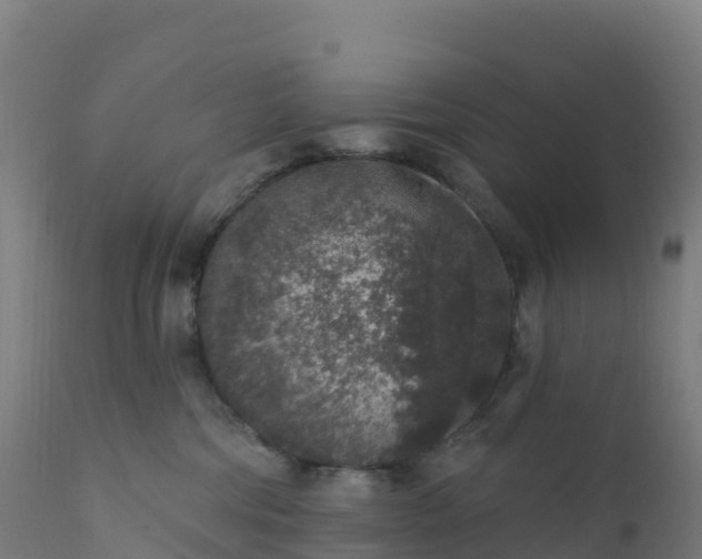 X0000112420330200908281844