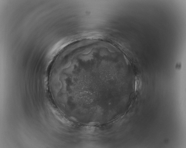 X0000112420339200908281844