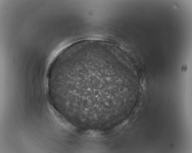 X0000112420343200908281844