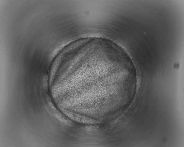 X0000112420345200908281844