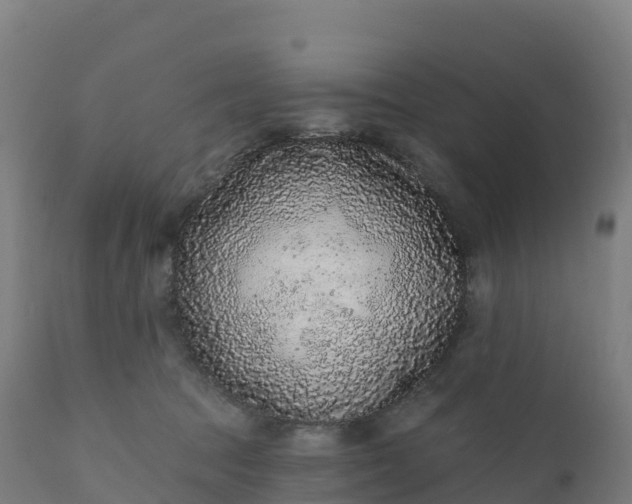 X0000112420369200908281844