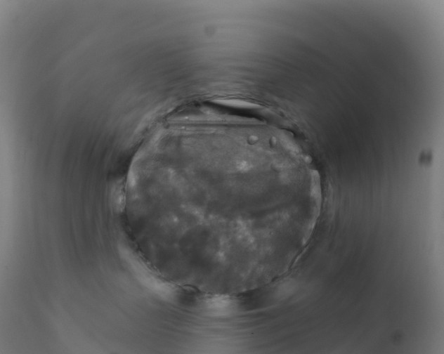 X0000112420383200908281844