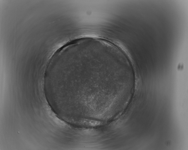 X0000112420385200908281843