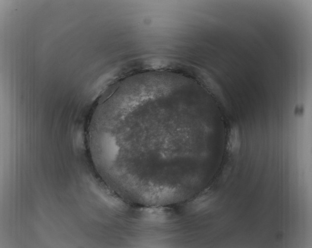 X0000112420524200908281842