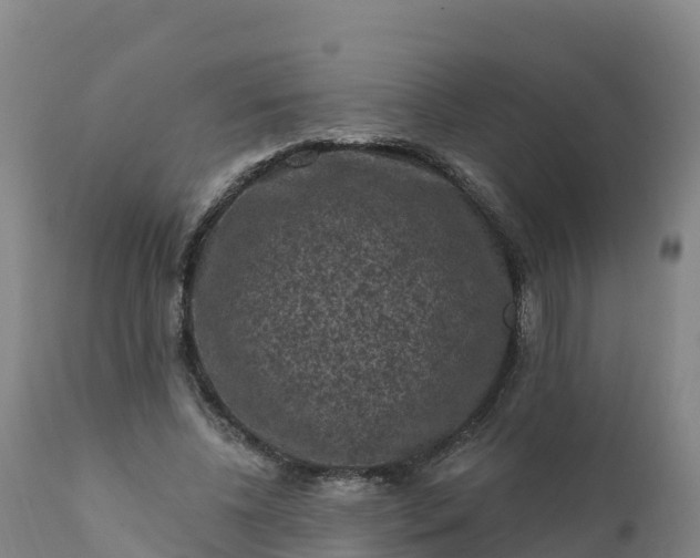 X0000112420540200908281841