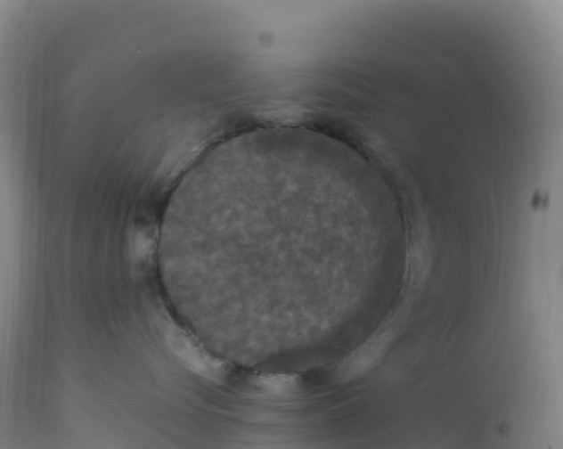 X0000112420576200908281841