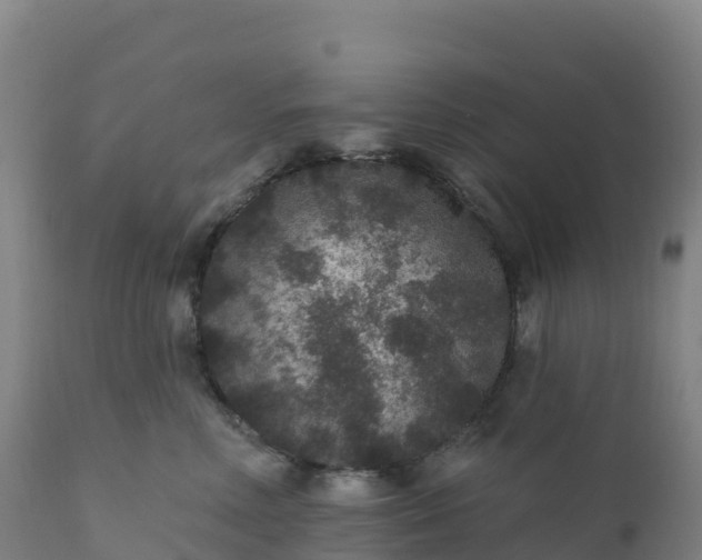 X0000112420618200908281840