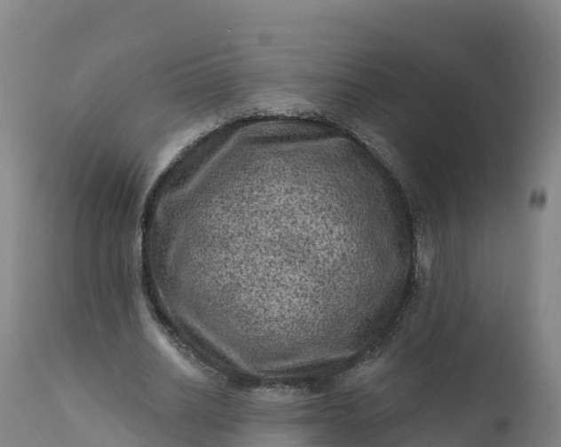 X0000112420630200908281839