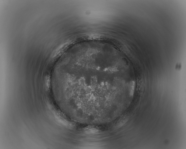 X0000112420648200908281840