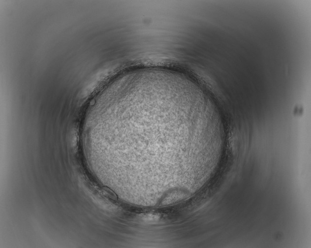 X0000112420687200908281839