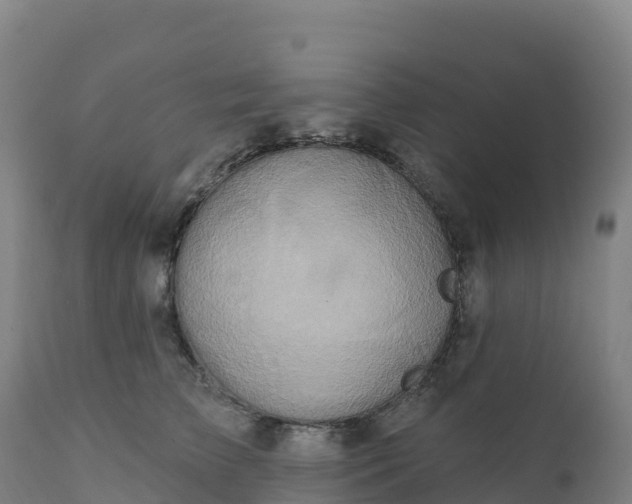 X0000112420709200908281839