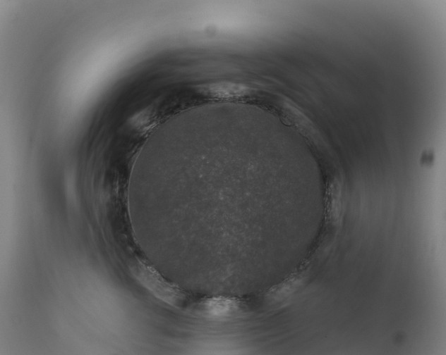 X0000112420762200908281838