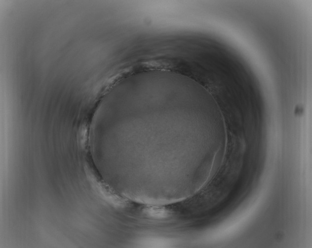 X0000112420767200908281839