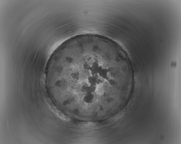 X0000112420879200908281836