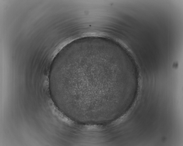 X0000112421025200908281833