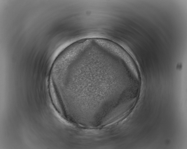 X0000112421197200908281831