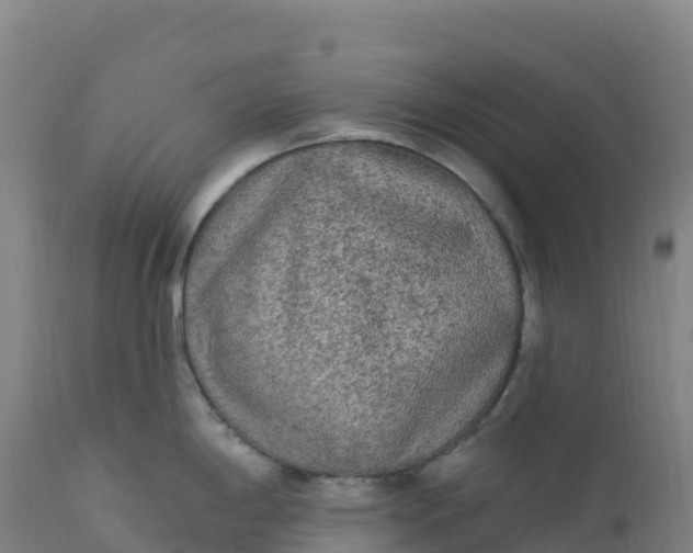 X0000112421198200908281831