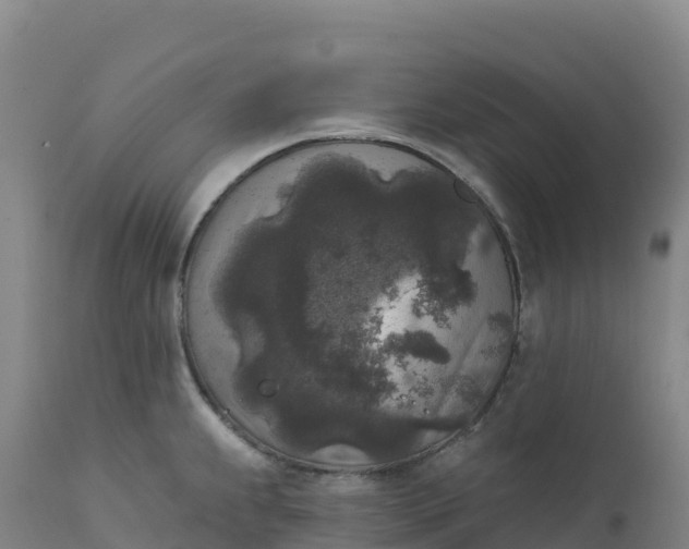 X0000112421239200908281831