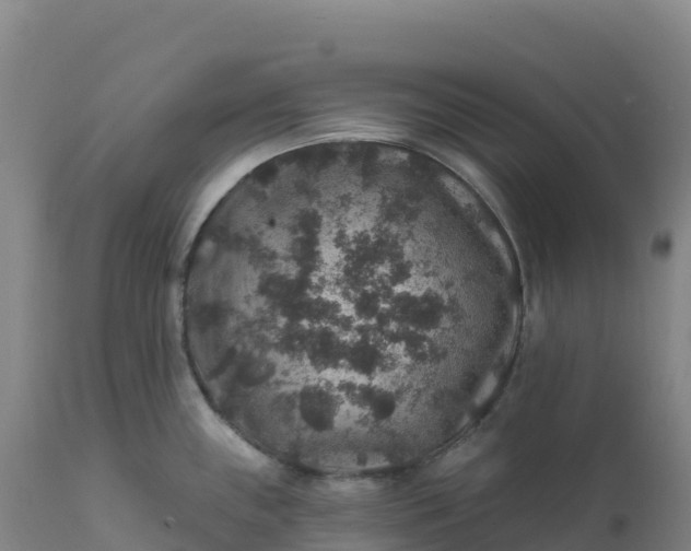 X0000112421243200908281831