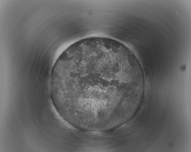 X0000112421295200908281829