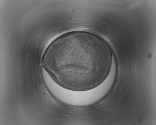 X0000112421324200908281829