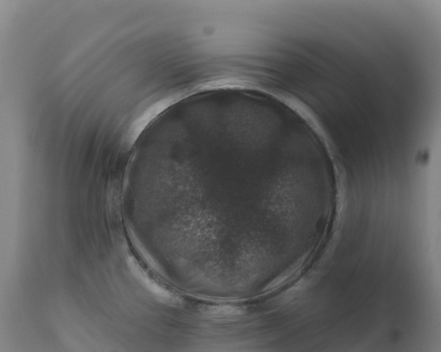 X0000112421337200908281829