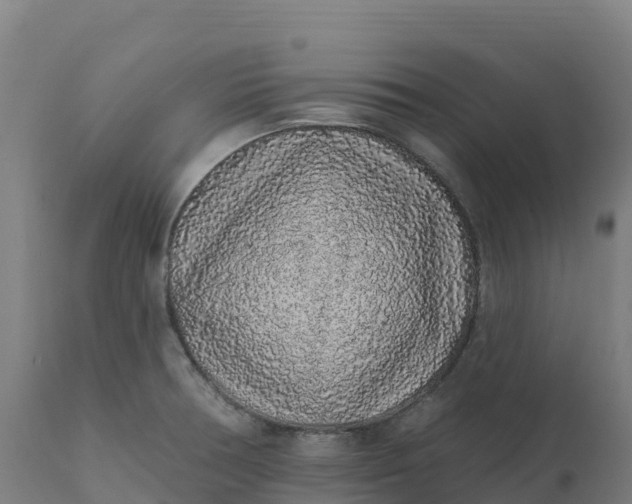 X0000112421378200908281828