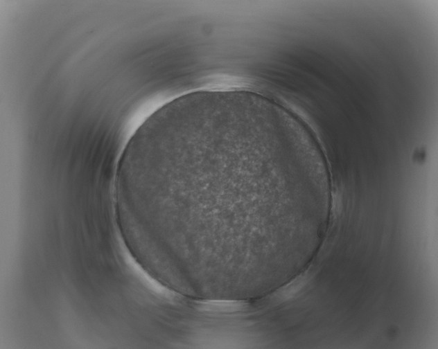 X0000112421487200908281826