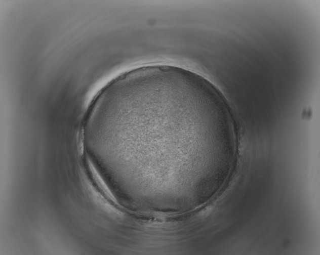 X0000112421510200908281826