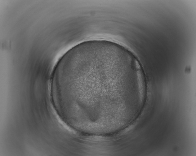 X0000112421517200908281826