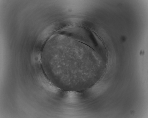 X0000112420336200909041418