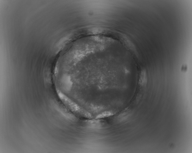 X0000112420524200909041415